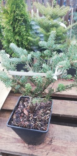 Jedľa fraserová Palmeri, Abies fraseri 20 - 25 cm, kont. P9