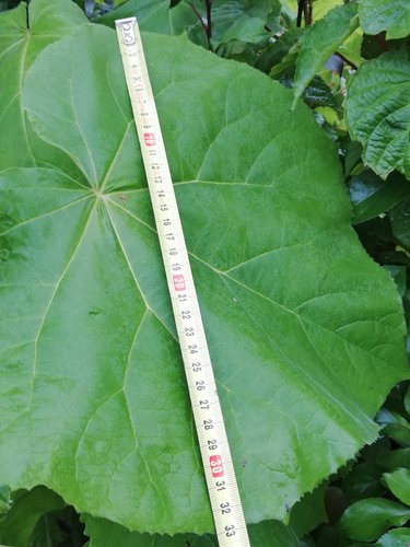 Paulovnia plstnatá, Paulownia tomentosa, 40 - 160 cm, kont. 5I