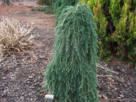 Jedľovec západný Thorsen’s Weeping, Tsuga heterophylla, kontajner C4, výška  +70 cm