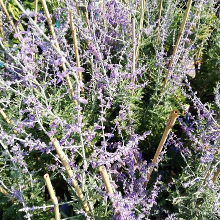 Perovskia atriplicifolia, Perovskia atriplicifolia, kont 1l