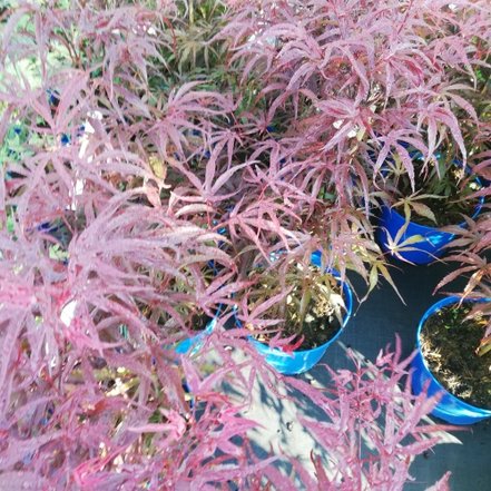 Javor dlaňovitolistý Peve dave, Acer palmatum , kontajner C 3, 40 - 60 cm