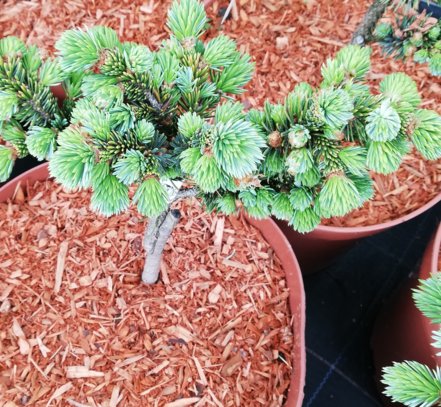 Smrek sitkanský Pevè Wiesje, Picea sitchensis, kmeň 30 - 35 cm, kont. 3l