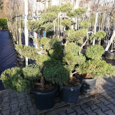 Borievka pfitzerova, Juniperus x pfitzeriana 140 - 190 cm, kont. 20l