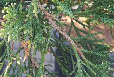 Borievka pfitzerova, Juniperus x pfitzeriana 140 - 190 cm, kont. 20l