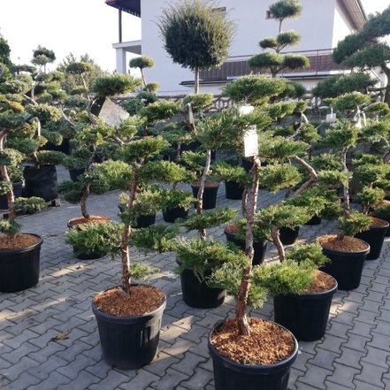Borievka pfitzerova, Juniperus x pfitzeriana 140 - 190 cm, kont. 20l