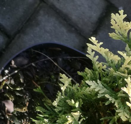 Tuja západná Piccadilly, Thuja occidentalis 20 - 40 cm, kont. 3l