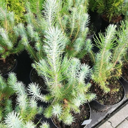 Borovica píniová, Pinus pinea, kont. 2L.