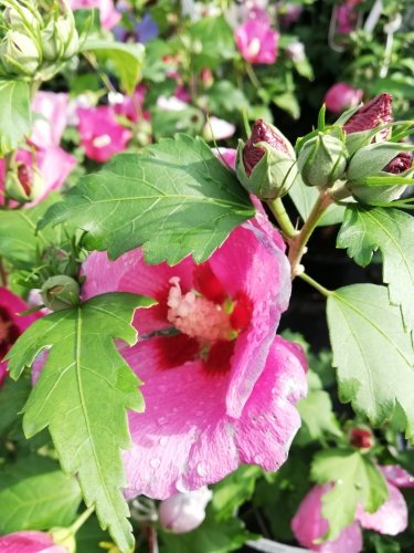 Ibištek sýrsky Pink Giant, Hibiscus syriacus, kontajner 3l