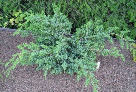 Borievka šupinatá Blue Spider, Juniperus squamata 40 - 50 cm, kont. 3l