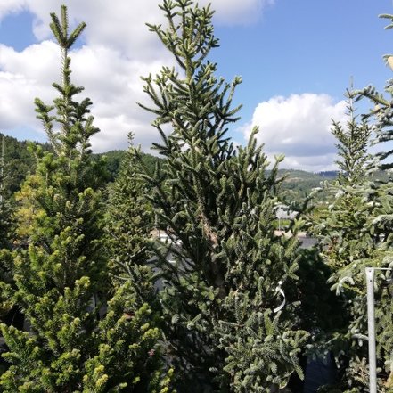 Jedľa španielská Pyramidalis ( Fastigiasta), Abies pinsapo, +30 cm, kont. 4l