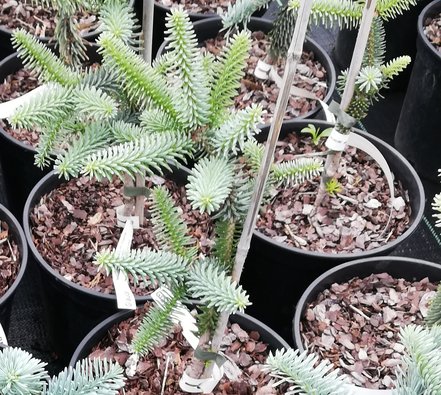 Jedľa španielska Glauca Abies pinsapo 20 - 50 cm, kont. 3l
