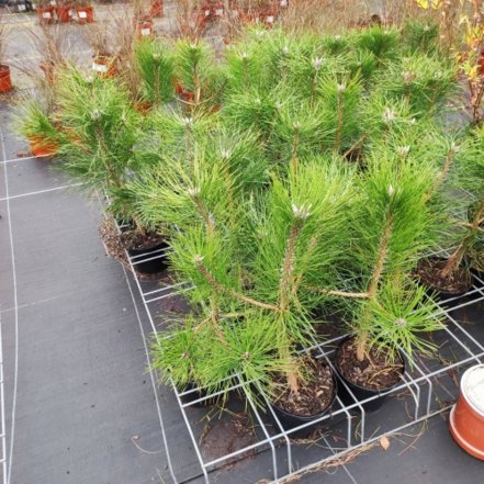 Borovica čierna, Pinus nigra subsp. nigra 40 - 50 cm, kont. 3l