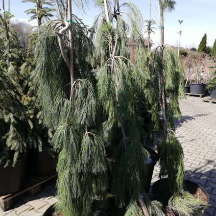Borovica hladká Pendula , Pinus strobus, kontajner C45, 130 -150 cm