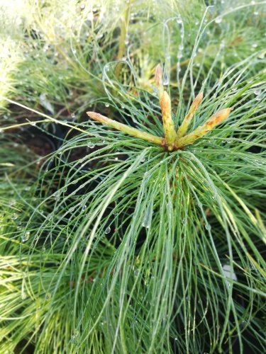 Borovica himalájska, Pinus wallichiana, (Pinus griffithii), 25 – 30 cm, kont 2l