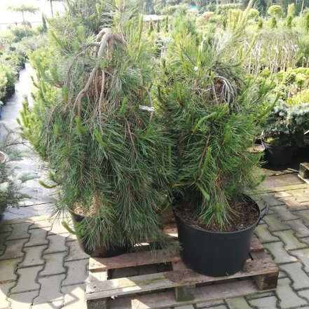 Borovica hustokvetá Pendula, Pinus densiflora, 100 - 130 cm, kont. 20l