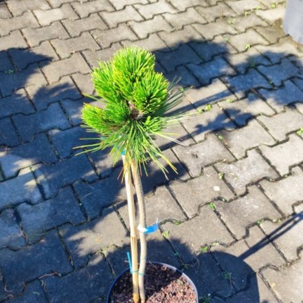 Borovica pancierová Pirin, Pinus leucodermis – heldreichii,  kmeň 30 - 50 cm, kont. 3l