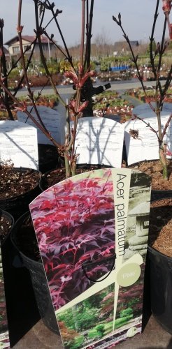 Javor dlaňolistý Pixie, Acer palmatum, bonsaj kontajner C3,  40-60 cm