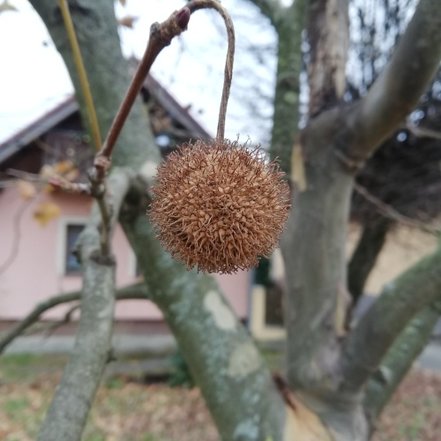 Platan javorolistý, Platanus × acerifolia, 130 – 180 cm, kontajner 5l