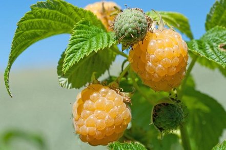 Malina Poranna Rosa, Rubus idaeus 30 - 40 cm kont.1l