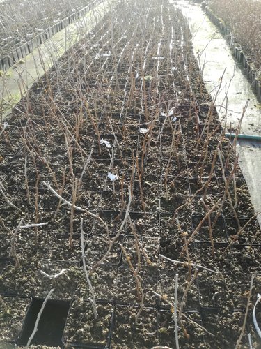 Malina Polana, Rubus idaeus + 30 cm kont.3l