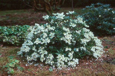 Pieris japonský Prelude, Pieris japonica 20 - 30 cm, kont. 3l