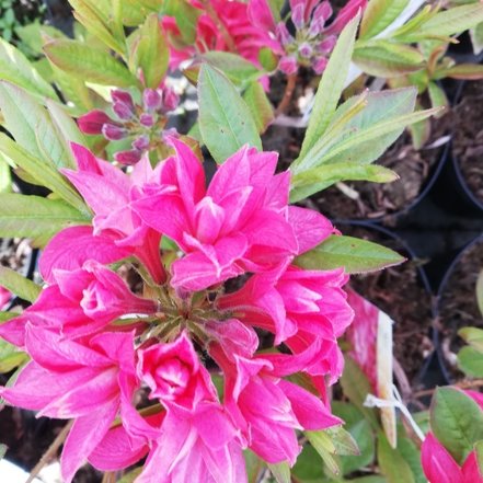 Azalka Prof. Czekalski, Azalea 30 - 60 cm, kont. 3l