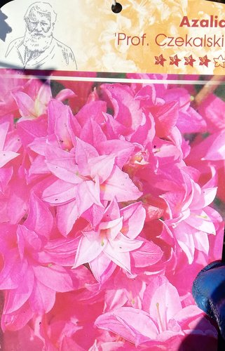 Azalka Prof. Czekalski, Azalea 30 - 60 cm, kont. 3l