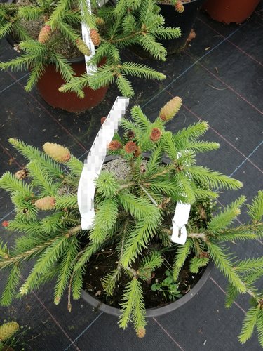 Smrek obyčajný Pusch, Picea abies, kontajner C5 15-20 cm