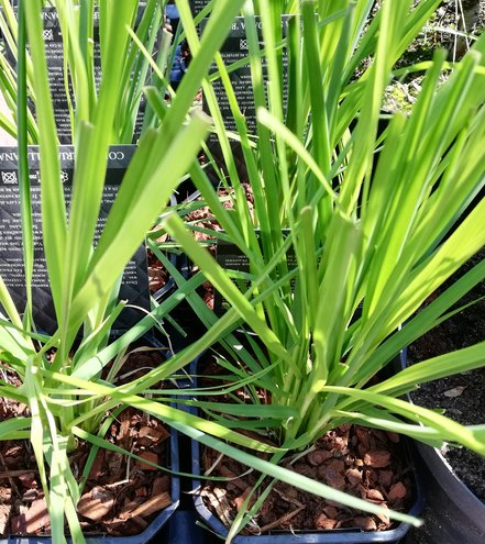 Kortadéria pampová Pumilia, Cortaderia selloana, 10 – 100 cm, kontajner 3l