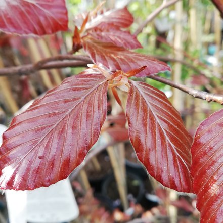 Buk lesný Purpurea Pendula,Fagus sylvatica 150 - 170 cm, kont. 5l