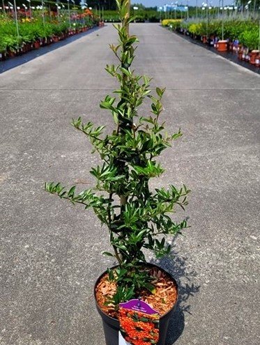 Hlohyňa šarlatová Orange Glow, Pyracantha coccinea, + 35 cm, kontajner 2l