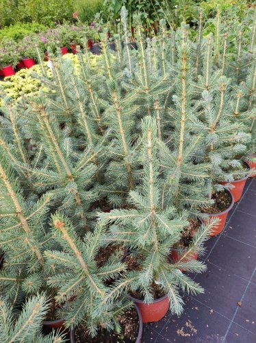 Smrek pichľavý Royal Blue, Picea pungens 30 - 40 cm, kont. 2l