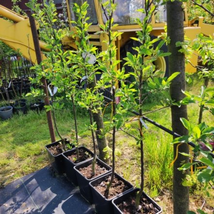 Jabloň domáca Chief, Malus domestica 150 - 190 cm, kont. 5 l