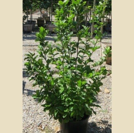 Magnólia Randy, Magnolia 40 - 60 cm, kont. 3l