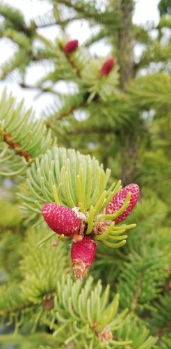 Smrek obyčajný Red Snake, Picea abies, + 200 cm, kont. 10l