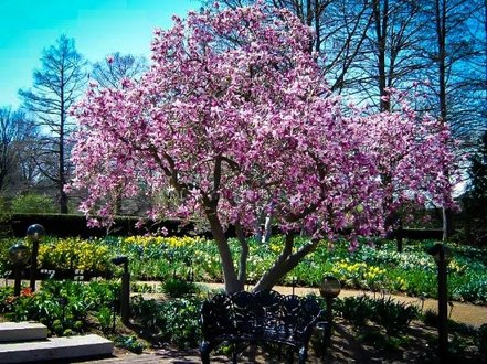 Magnólia Randy, Magnolia 40 - 60 cm, kont. 3l
