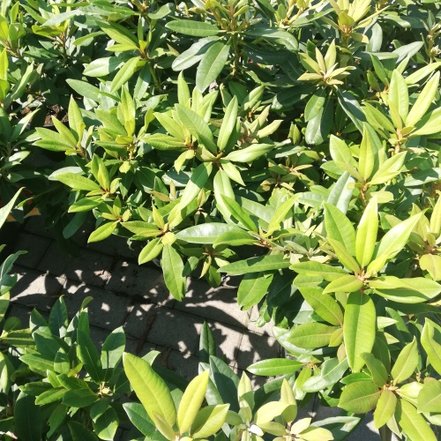 Rododendron Rabatz  , Rhododendron Hybride, 40 - 60 cm, kont. 4l