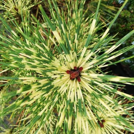 Borovica hustokvetá Rainbow, Pinus densiflora, 100 - 120 cm, kont. 35l