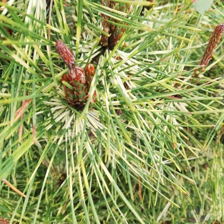 Borovica hustokvetá Rainbow, Pinus densiflora, 100 - 120 cm, kont. 35l