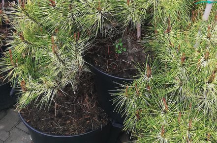 Borovica hustokvetá Rainbow, Pinus densiflora, 100 - 120 cm, kont. 35l