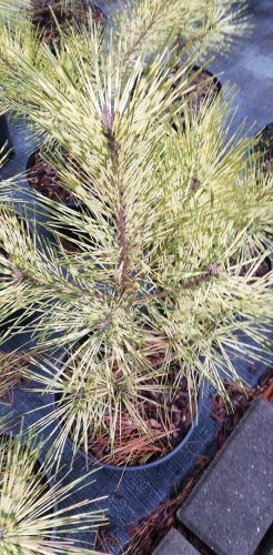 Borovica hustokvetá Rainbow, Pinus densiflora, 30 - 40 cm, kont. 3l