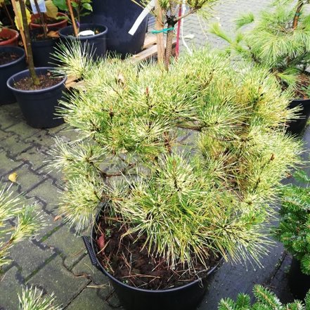 Borovica hustokvetá Rainbow, Pinus densiflora, 100 - 120 cm, kont. 35l