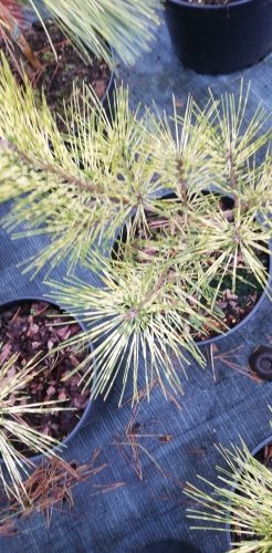 Borovica hustokvetá Rainbow, Pinus densiflora, 30 - 40 cm, kont. 3l