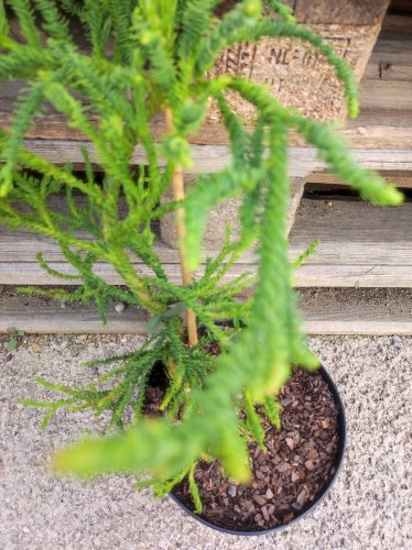 Kryproméria japonská Rasen, Cryptomeria japonica, 40 – 50 cm, kontajner 3l