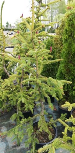 Smrek obyčajný Red Snake, Picea abies, + 200 cm, kont. 10l