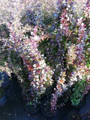 Dráč thunbergov Red Deam, Berberis thunbergii, 40 - 50 cm kontajner 3l