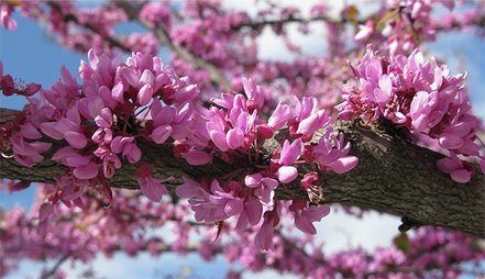 Judášovec kanadský Red Force, Cercis canadensis, +80 cm, kontajner 5l