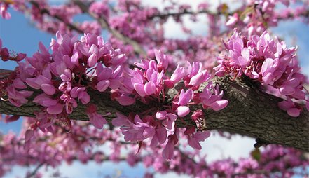 Judášovec kanadský Red Force, Cercis canadensis, 100 cm, kontajner 5l