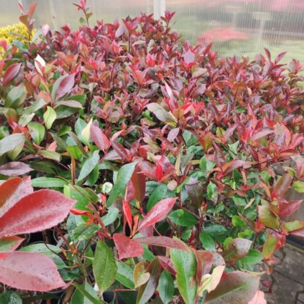 Červienka Fraserova Red Robin, Photinia × fraseri, kmeň, kont.3l