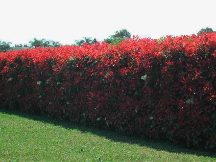 Červienka čínska Crunchy, Photinia × Serratifolia, 20 – 50 cm, kont.3l